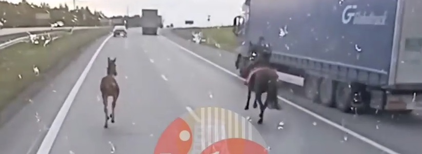 На трассе в Татарстане лошадь везла пьяного седока, рядом бежал жеребенок