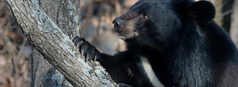 Житель китайской провинции Гирин чудом пережил нападение гималайского медведя....