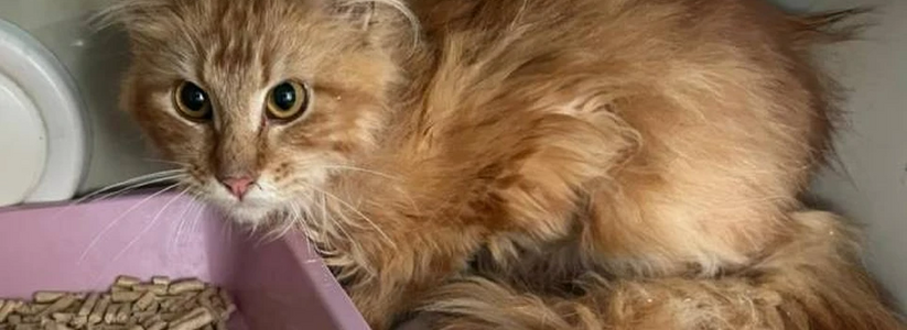 В Ростовской области обнаружено страшное зрелище: в квартире местной жительницы найдено ее обглоданное тело &ndash; им питались ее кошки.