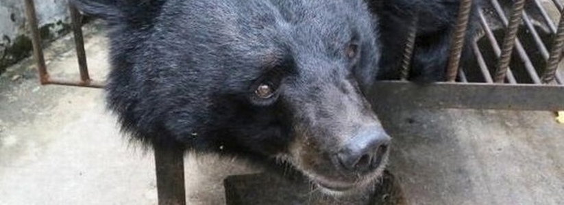 Китаянка Су Юнь из провинции Юньнань обратилась в Центр спасения дикой природы, чтобы они забрали ее щенка, который оказался медведем.