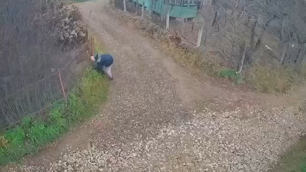 После нападения стаи бродячих собак на девятиле...