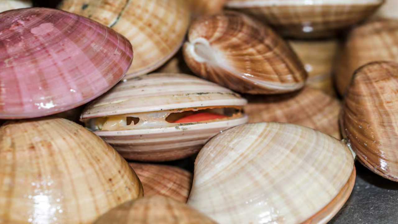 Зоологи открыли новое семейство морских организ...