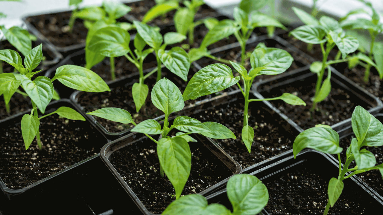 Рассада вдруг перестала расти в самый ответстве...