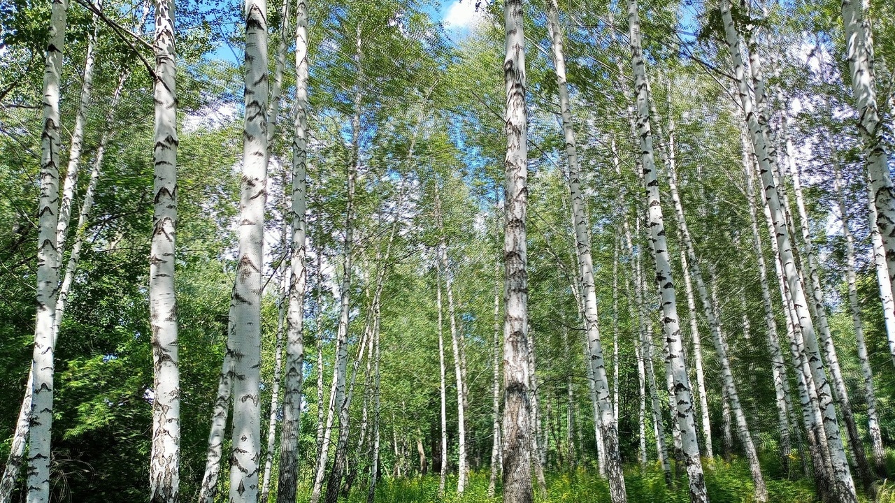 Женщина из Удмуртии оказалась в ловушке мошенни...