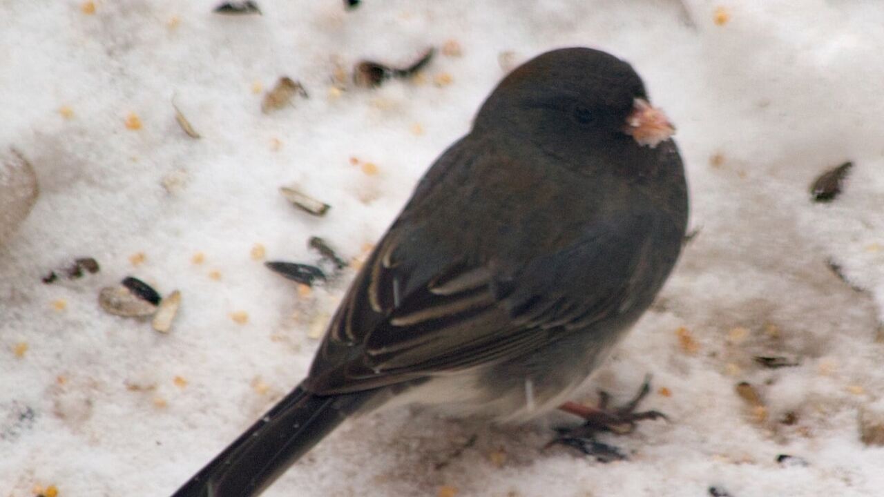 Эволюционисты из Калифорнийского университета в...