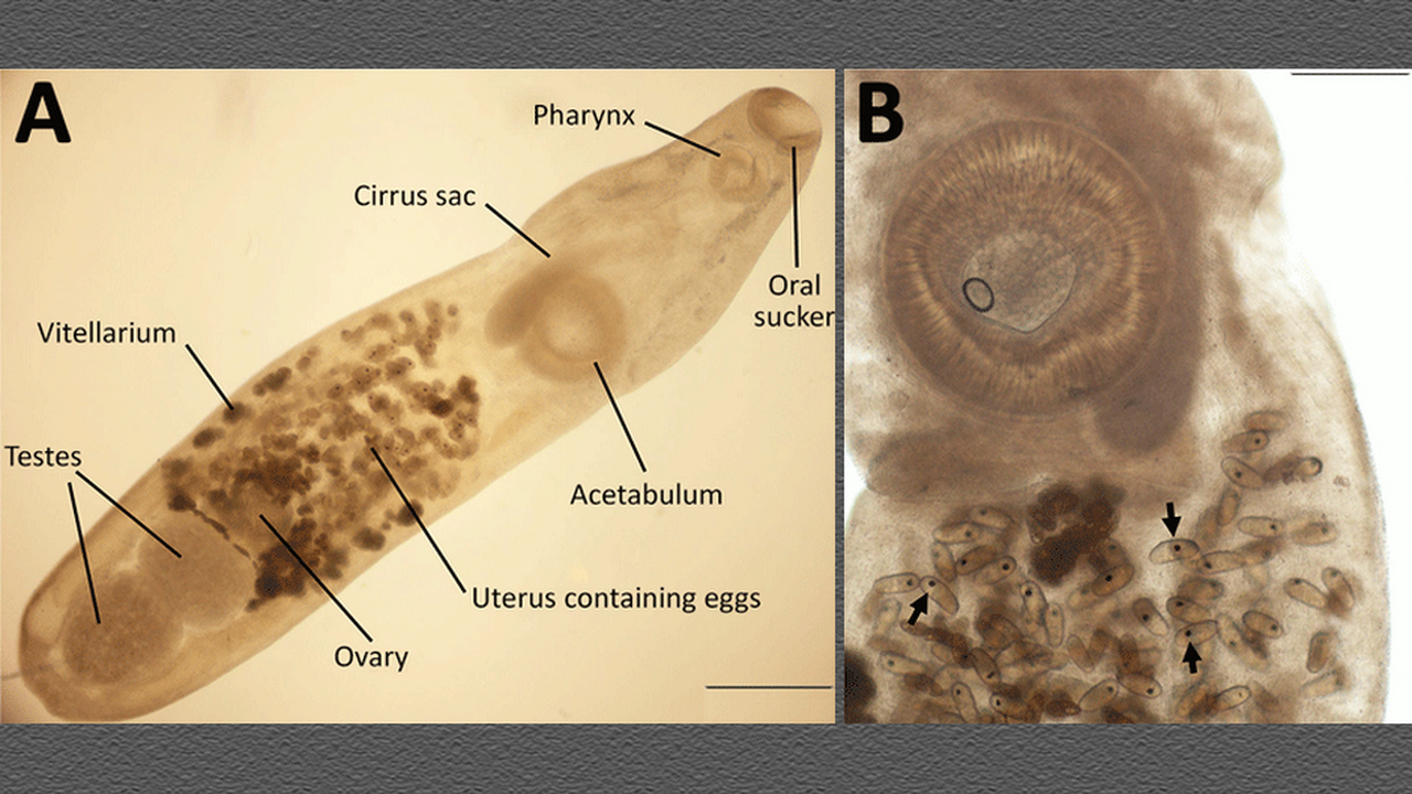 Птичий сосальщик заполз в глаз англичанки на Галапагосских островах Международная группа исследователей сообщила о ...