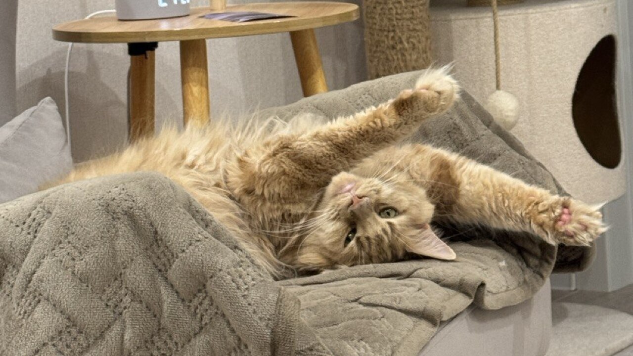 Навязчивое мяуканье, беспокойные хождения по кв...