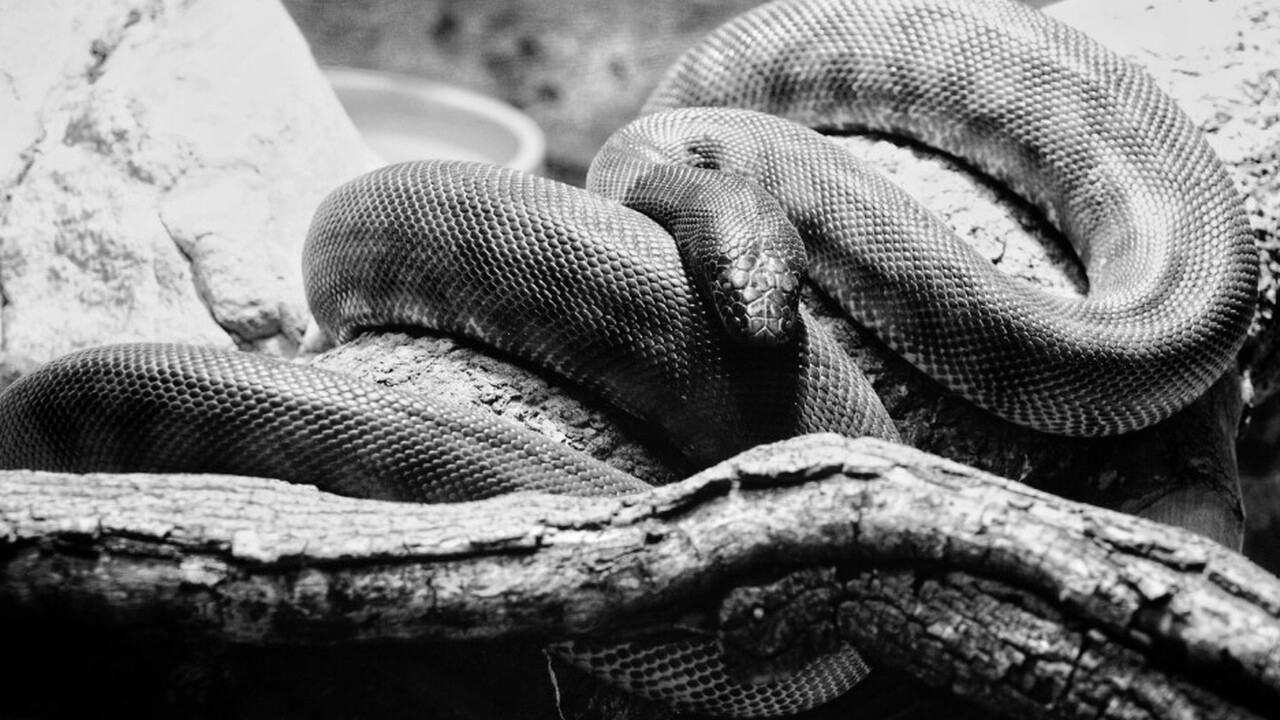 Индийские и немецкие ученые открыли новый вид з...