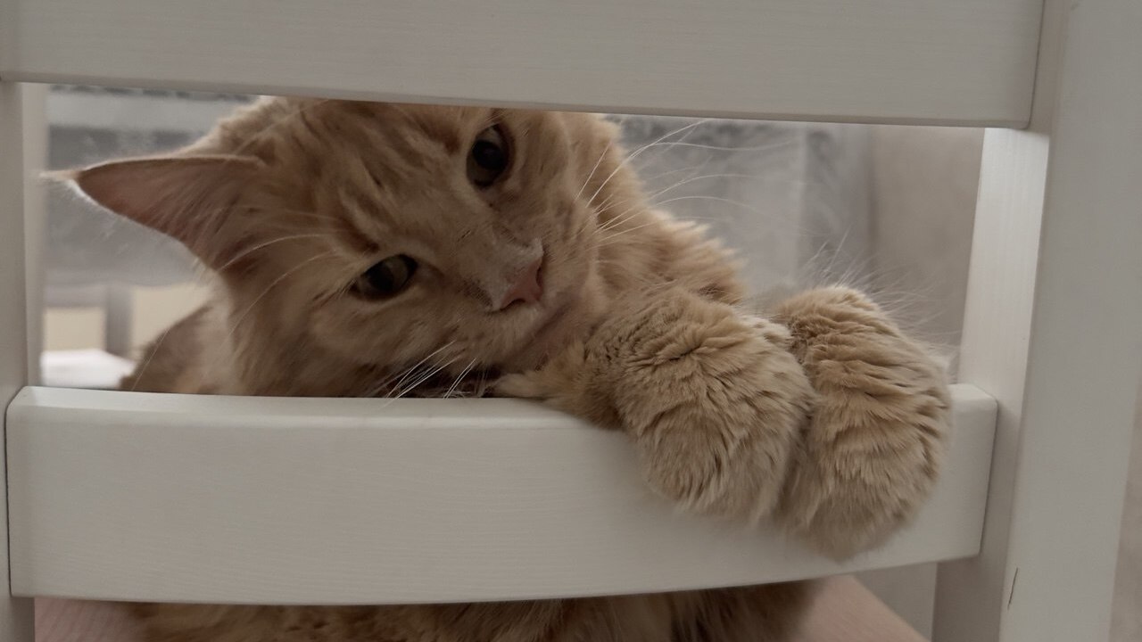 То, о чём догадывались многие: учёные доказали способность кошек понимать людей Кошки давно считаются независимыми и не слишком...