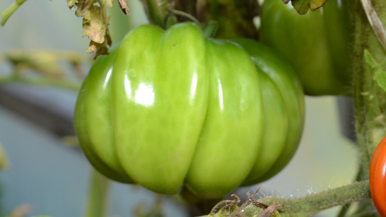 Если вы никогда не пробовали мариновать зеленые...