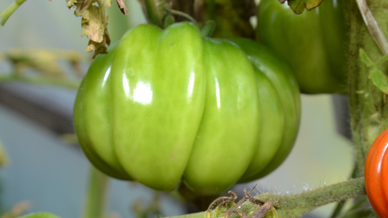 Маринованные недозрелые помидоры: справятся даже новички в консервировании Если вы до сих пор не мариновали зеленые помидо...