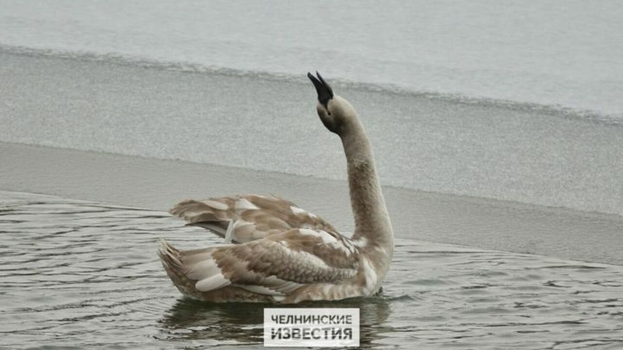 В Набережных Челнах в данный момент разворачива...