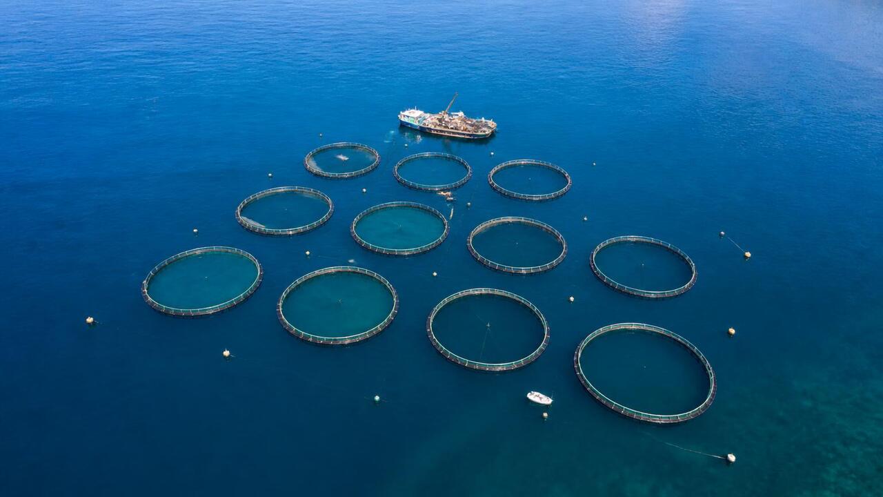 Морское рыбоводство возглавило рейтинг зарплат в России Морское пастбищное рыбоводство стало лидером по...