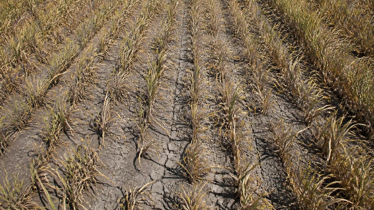 USDA в четвертый раз снизило прогноз производст...