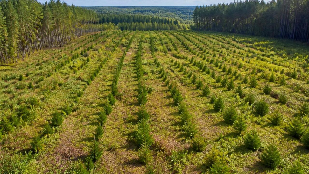 На «Голубых озерах» в Казани высадили 105 саженцев ели, сосны и каштана На «Голубых озерах» в Казани высадили 105 сажен...
