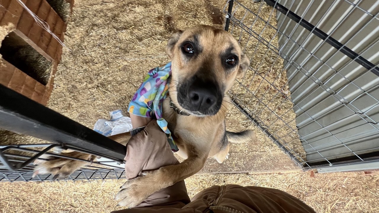 Новые правила выгула: что изменится для владельцев собак в Челнах С апреля 2026 года в России начнёт действовать ...