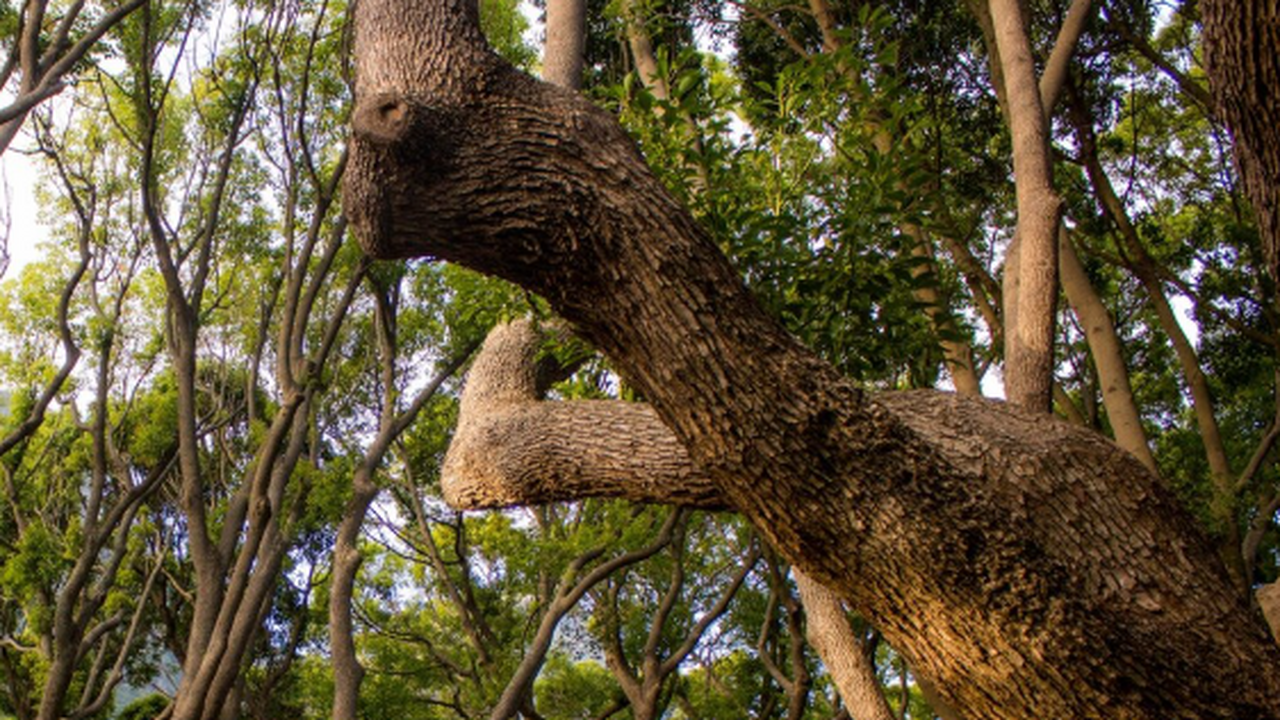 В тропических лесах Восточной Австралии нашли н...