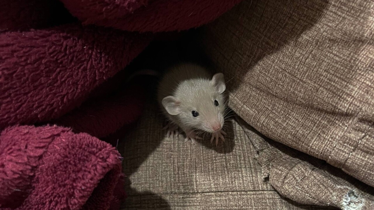 В Набережных Челнах Дирекция городского хозяйст...