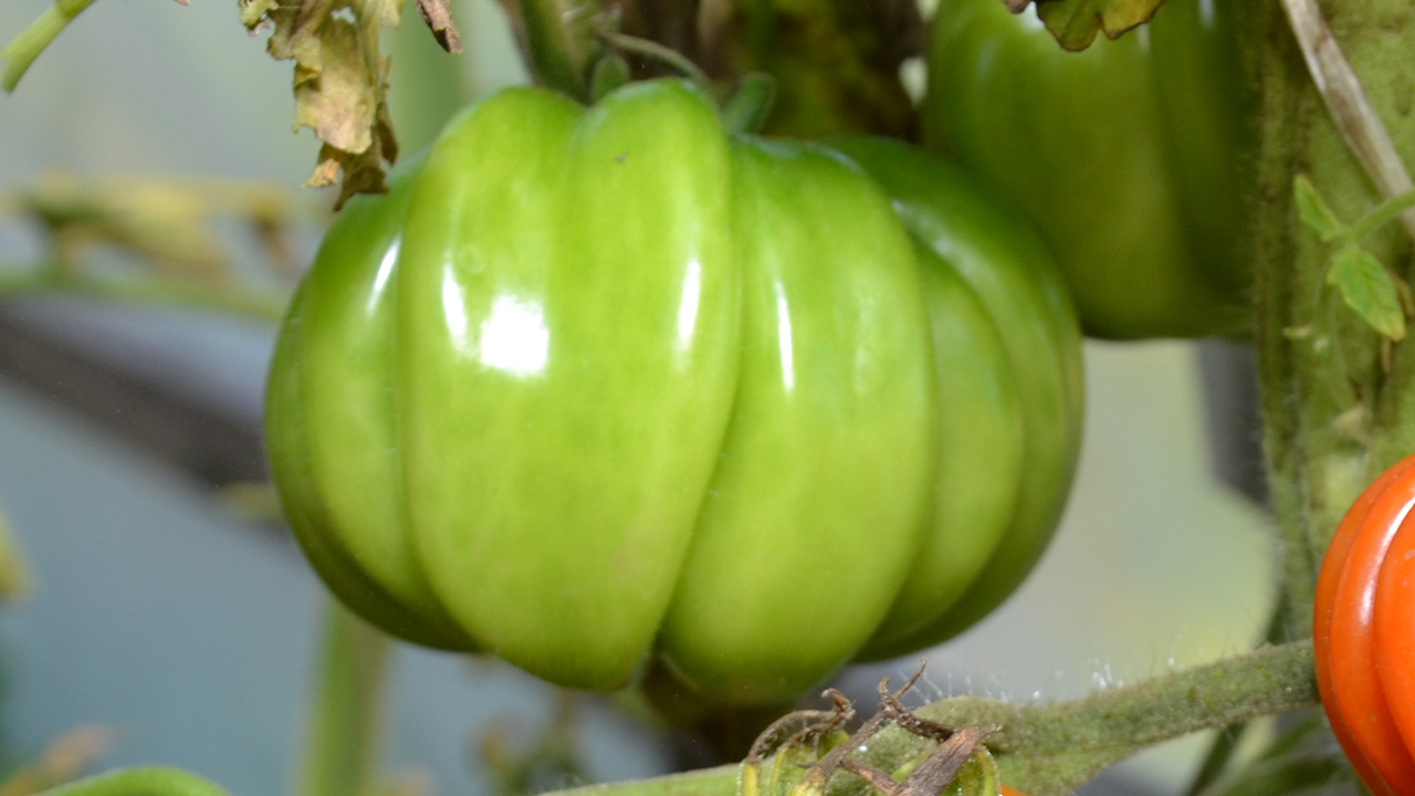 Если вы ещё не пробовали готовить маринованные ...