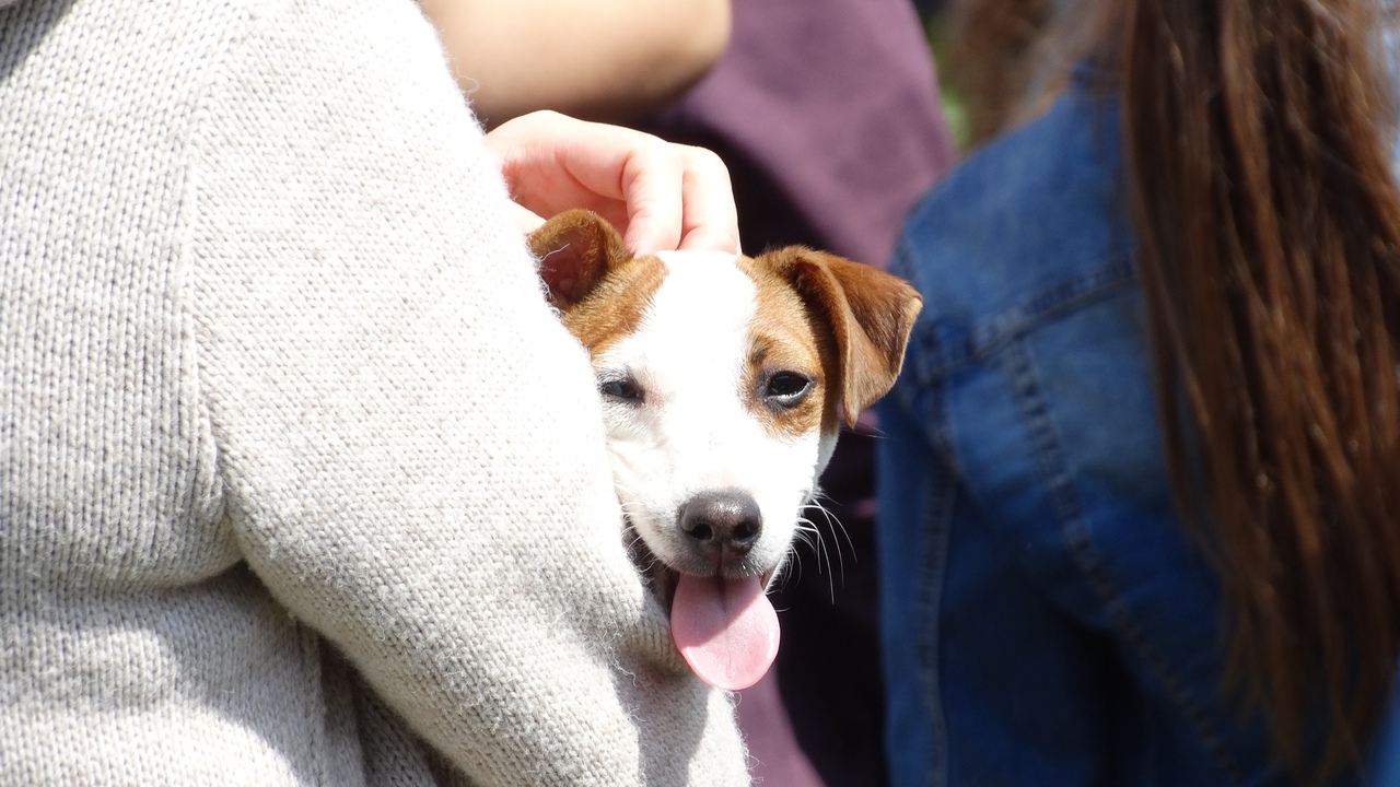 Некоторые собаки — это не просто домашние питом...