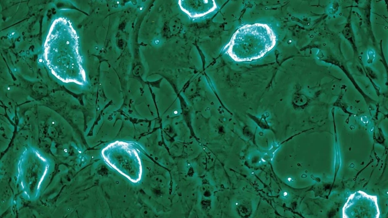 Учёные выяснили, как эмбриональные клетки спосо...