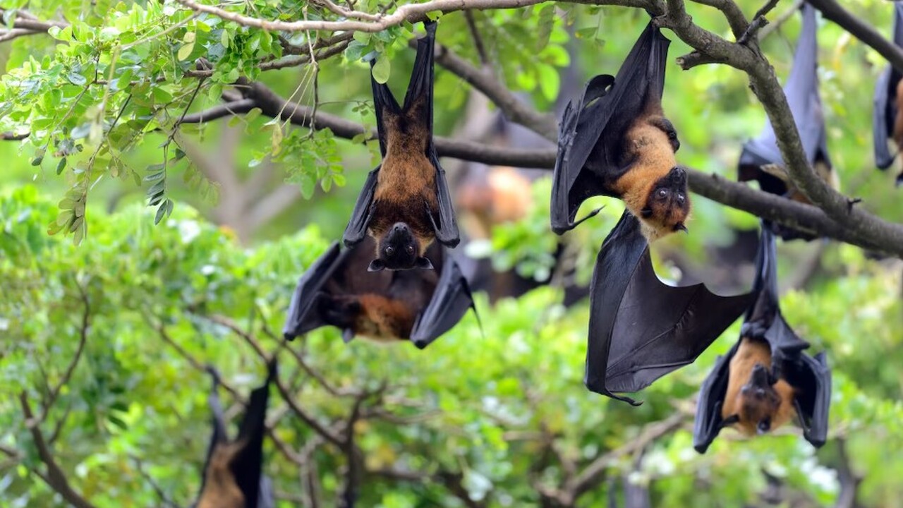 В Бангладеш идентифицирован новый вирус, демонс...