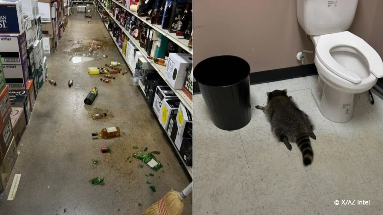 В алкомаркете США енот напился и уснул в туалете В Вирджинии енот проник в магазин алкоголя, опр...