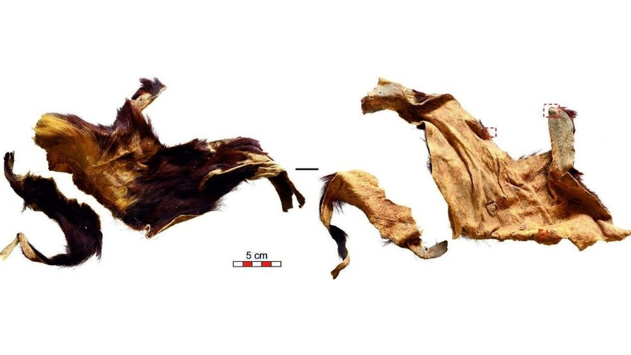 Из выделанной кожи эпохи неолита выделили ДНК козы В испанской пещере де-лос-Мурсьелагос нашли обр...