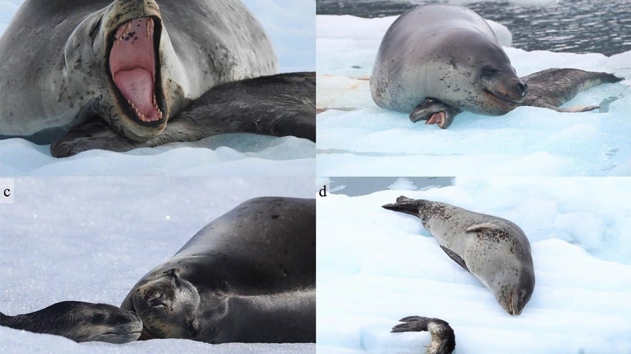 Впервые биологи детально описали случай, когда ...