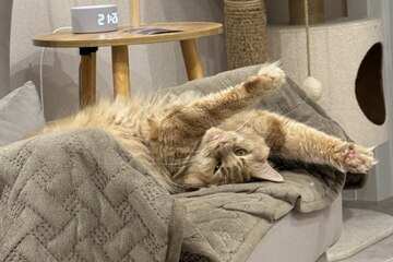 Кот беспрерывно мяукает и не находит места: сигналы, которые хозяева часто игнорируют