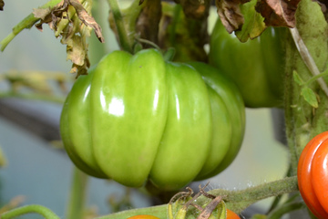 Маринованные зеленые помидоры: осилят даже новички в консервировании