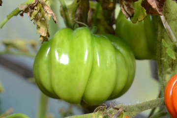 Маринованные зеленые томаты: справятся даже новички в консервировании