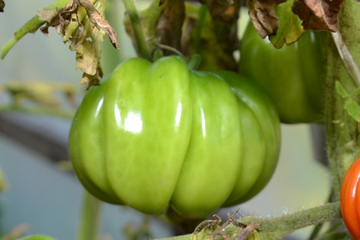 Маринованные зеленые помидоры: смогут даже новички в консервировании