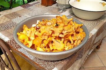 Лес полон трофеев: где искать грибы в РТ и как не попасть в больницу