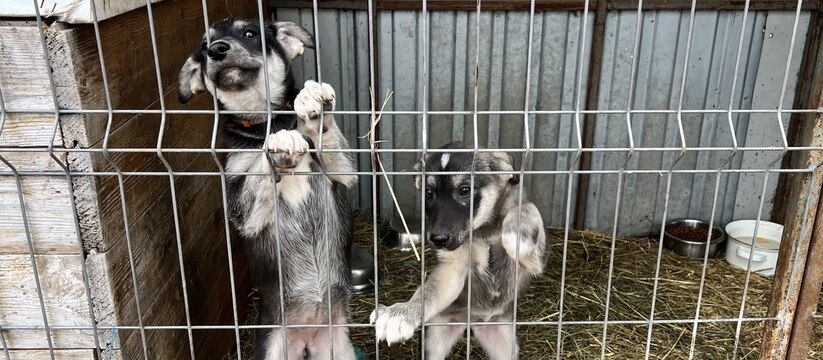 Татарстан хочет усыплять собак, если за 20 дней не найден хозяин В Татарстане обсуждают новую меру — введение ре...