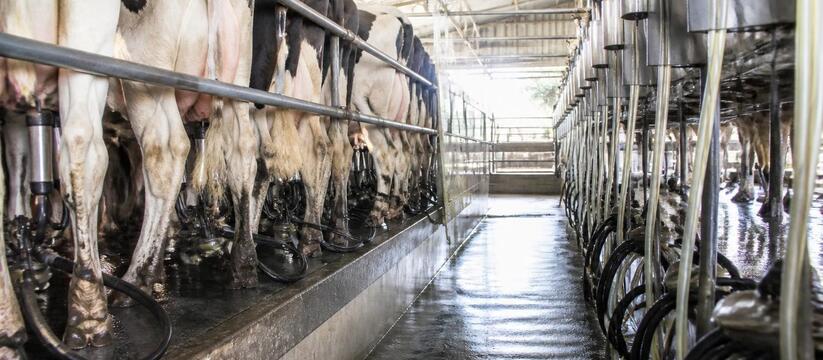 Рост производства молока в Татарстане составил почти 4% за пять месяцев За январь–май 2026 года в Татарстане объем прод...