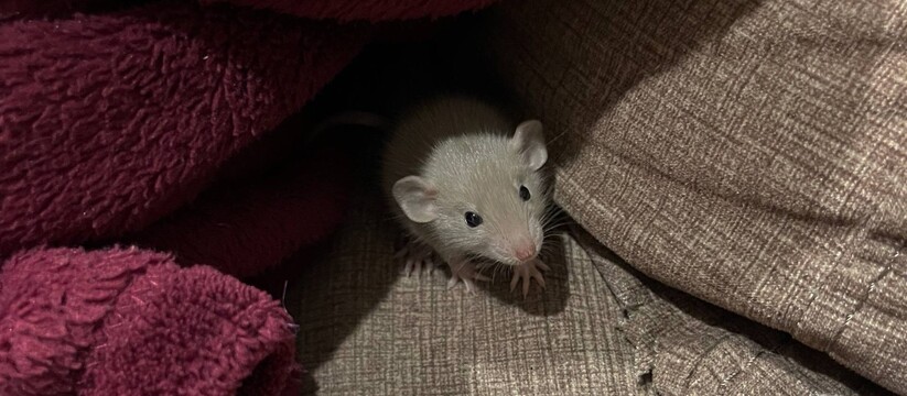 В Набережных Челнах Дирекция городского хозяйст...