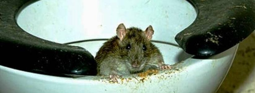 В Подмосковной Балашихе крыса вынырнула из унитаза и укусила сидящего на нем девятилетнего ребенка прямо за пятую точку. Об этом сообщает Lenta.