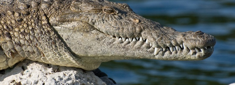 Девушка убила родную сестру, а из частного дома сбежал крокодил: Главное на утро 30 июня