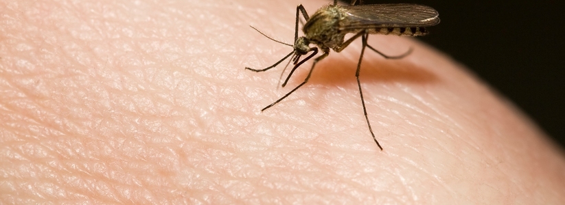 Не оставят живого места: Названа единственная группа крови, носителей которой чаще кусают комары