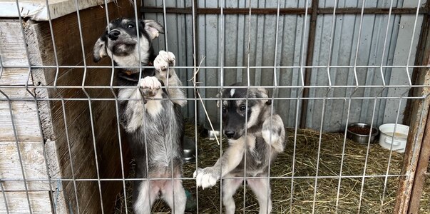 Татарстан хочет усыплять собак, если за 20 дней...