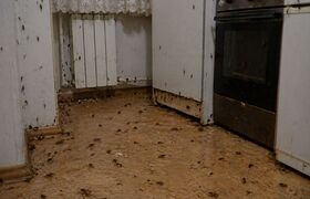 Квартиры челнинцев атаковали полчища насекомых