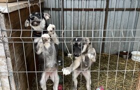 Татарстан хочет усыплять собак, если за 20 дней...