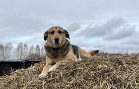 Под Челнами поймали 35 бродячих собак, одной на...
