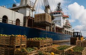 Поставки манго из Перу в РФ за 4 месяца выросли...