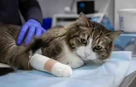 В Набережных Челнах спасли кошку, проткнутую па...