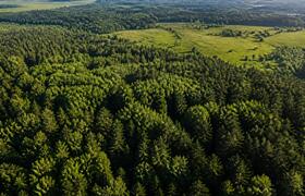 Лесные угодья Татарстана проверили на здоровье