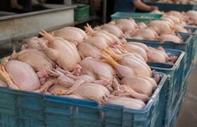 Тушка бройлера в опте упала в цене на 6,3% за 1...