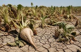 ЕС и Британия сократят выпуск сахара до 15 млн ...