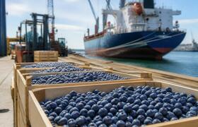 Экспорт грузинской голубики вырос на 55% до $63...